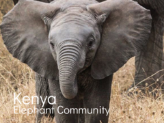 Kenya Elephant Community 