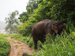 Elephant Conservation Volunteering in Sri Lanka from £440 with PMGY