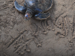 Turtle Conservation Volunteering in Sri Lanka from £200 with PMGY