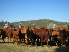 Cattle and Sheep Station Jobs in Australia, working with Horses or Motorbikes