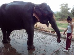 Elephant Care & Mahouts Community Development, Jaipur, India