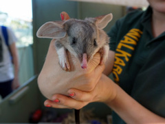 AUSTRALIA: Animal Conservation in a Wildlife Sanctuary in Sydney
