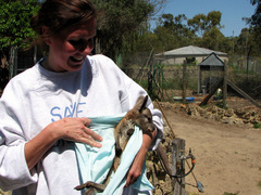 AUSTRALIA: Care for Animals in a Rehabilitation Centre in Perth