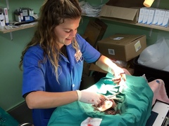 SOUTH AFRICA: Veterinary Medicine Work Experience Internship in Knysna