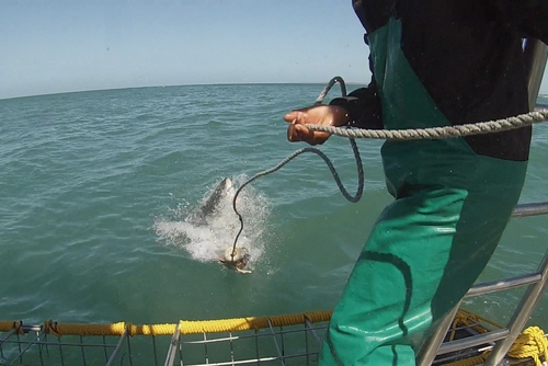 SOUTH AFRICA: The Great White Shark Project in Stunning Cape Town!