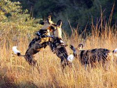 SOUTH AFRICA: Wildlife & Wildlife Reserve Conservation Expedition in KwaZulu-Natal