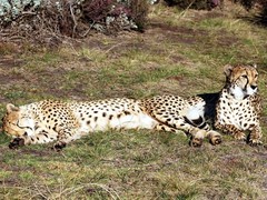 SOUTH AFRICA: Wildlife Awareness, Rehabilitation and Veterinary Project near Knysna
