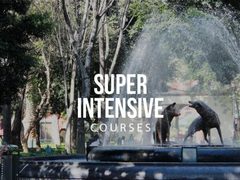 Super Intensive (full immersion) Program 