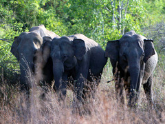 SRI LANKA: Elephant and Wildlife Conservation in Wasgamuwa National Park