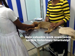 SRI LANKA: Veterinary Work Experience in Negombo Beach 