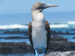 Ultimate Spanish Immersion & Galapagos Tour