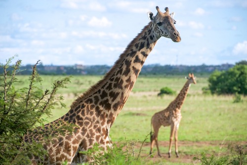 Best Wildlife Destinations to Visit in Kenya
