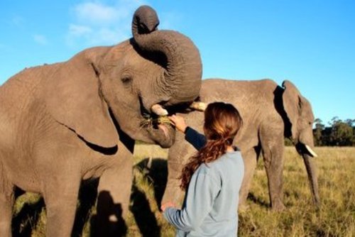 Volunteer with Animals Abroad