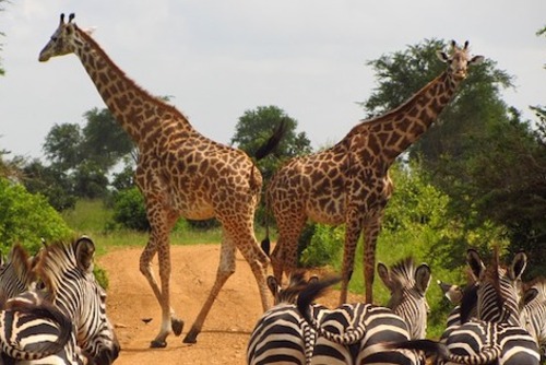Volunteer with Giraffes