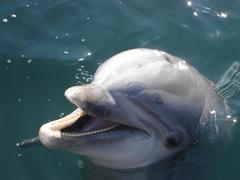 Italy Sailing and Dolphin Conservation Project