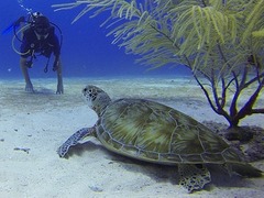 Scuba Diving in Sri Lanka
