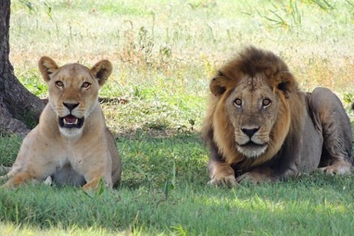 Volunteer with Lions in Africa