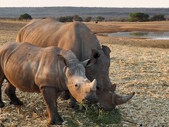 Volunteer with Rhinos in Africa