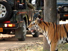 India Tiger Safari