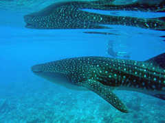 Maldives Marine Wildlife Tour