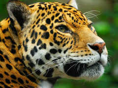 Brazil Pantanal Jaguar Tour