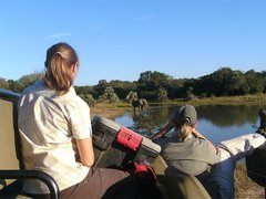 *NEW* See elephants in the wilderness of the Okavango Delta