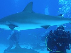 Scuba Diving in Bahamas
