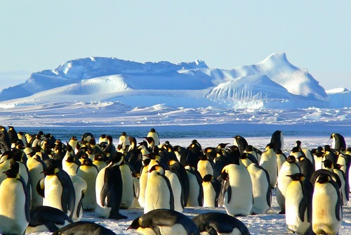 Things to Know Before Visiting Antarctica