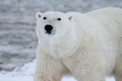 What Animals Can You See On a Trip to the Arctic