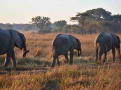 Volunteering in Zambia – Species Conservation