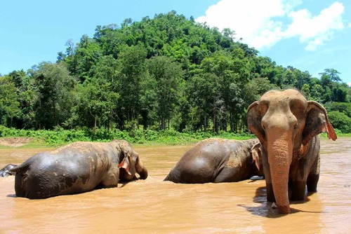 Best Elephant & Wildlife Sanctuaries in Thailand