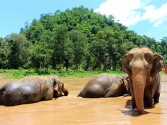 Best Elephant & Wildlife Sanctuaries in Thailand