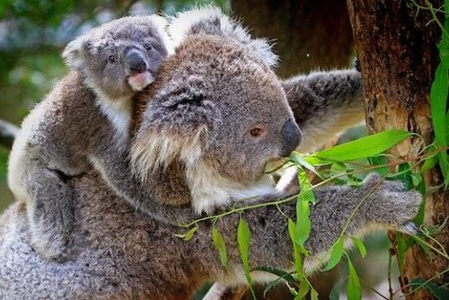 Volunteer with Koalas