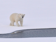 Churchill Polar Bear Adventure