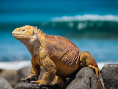 Charles Darwin Adventure in the Galapagos