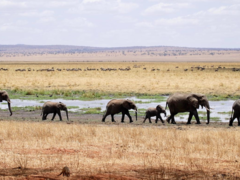 Botswana Animal Science Tour