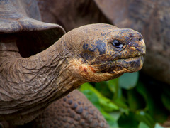 Ecotourism in the Galápagos Islands