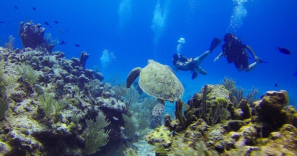 Marine Conservation Volunteering Abroad