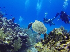 Marine Conservation Volunteering Abroad