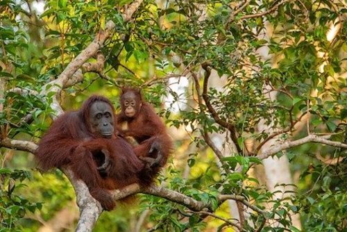 Volunteer with Orangutans