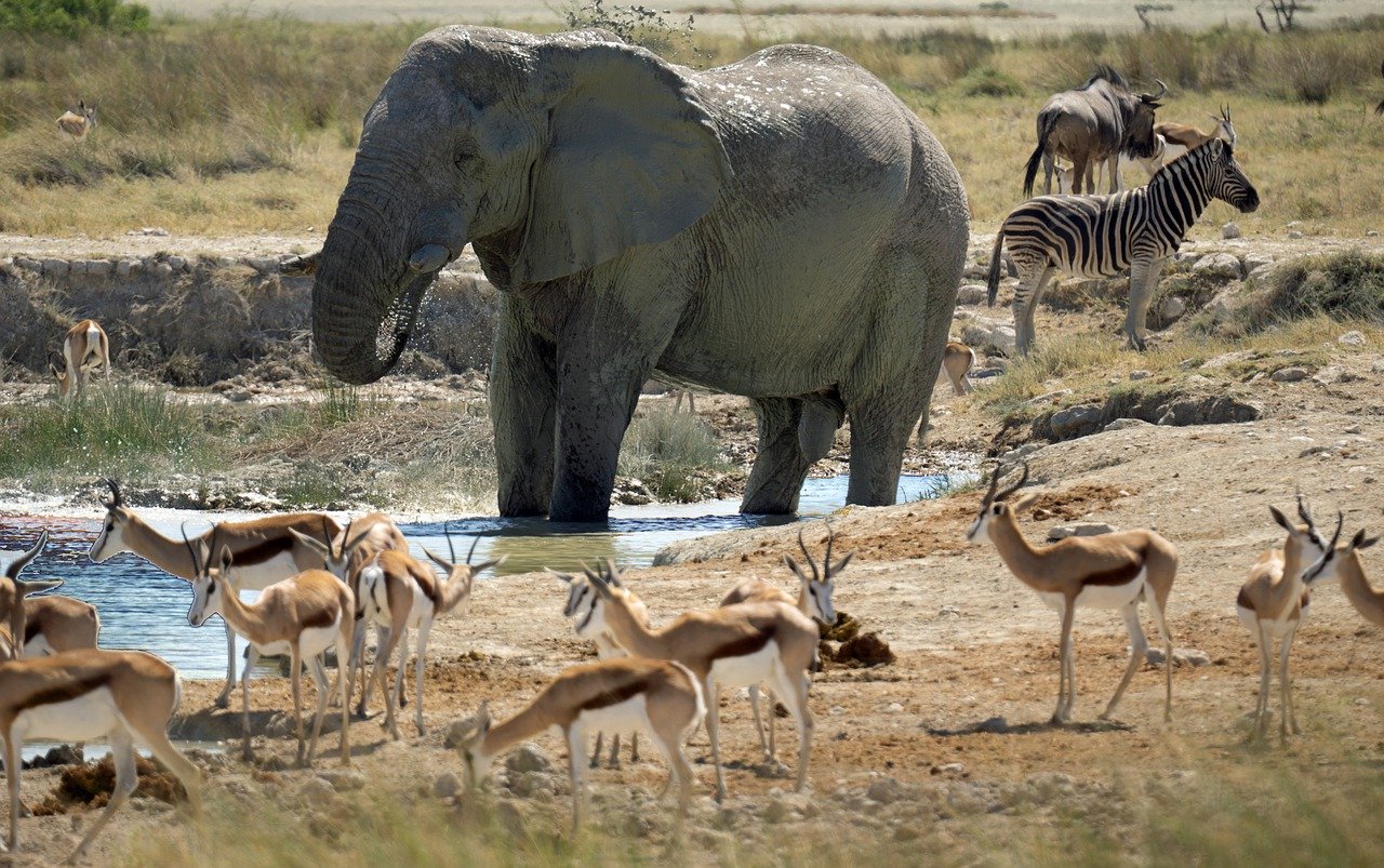 Elephant at the Etosha National Park