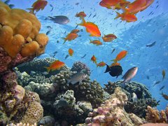 Top 10 Countries to Go Scuba Diving in 2023