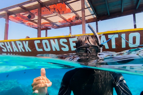 Research Assistant @  Shark & Marine Conservation Project in Indonesia