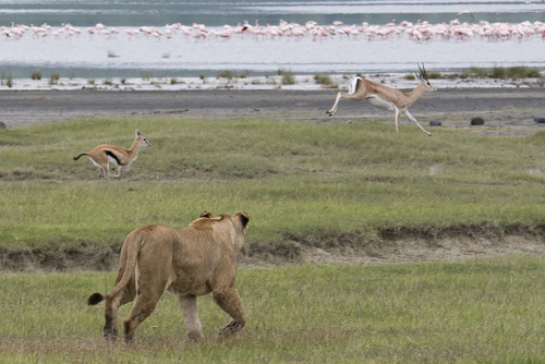 Sustainable Serengeti 12-Day Tanzania 