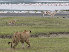 Sustainable Serengeti 12-Day Tanzania 