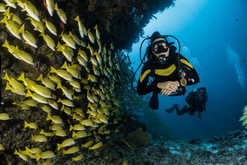 Scuba Diving and Marine Conservation in South Africa