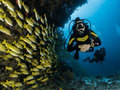 Scuba Diving and Marine Conservation in South Africa