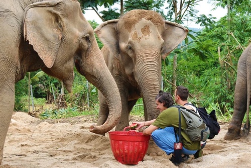 Elephant Rescue & Rehabilitation, Chiang Mai, Thailand
