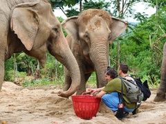 Elephant Rescue & Rehabilitation, Chiang Mai, Thailand