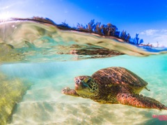 Turtle Conservation: Bali